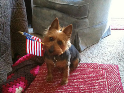 Lucy is 11, and — as proven in this July 4 photo — a thief. (Laura Levy, Operations Coordinator, Innovative Learning Technology Group)